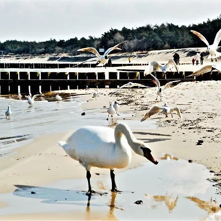 Leba Apartament דירה וובה
