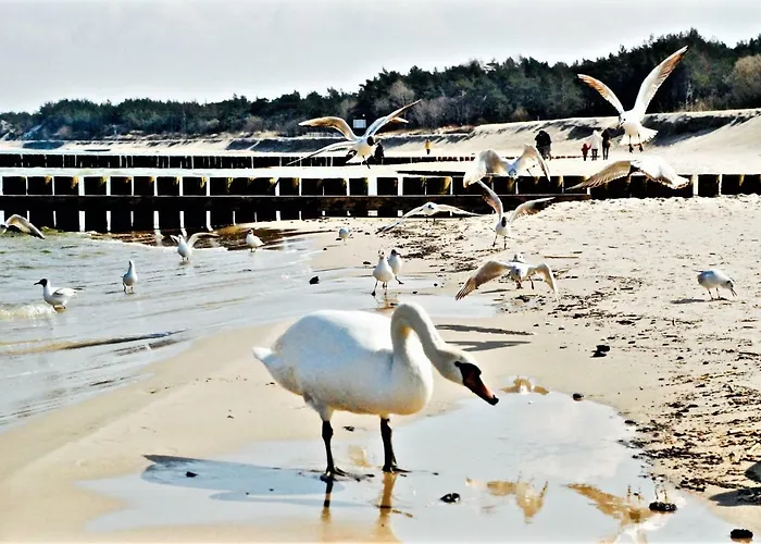 Leba Apartament 公寓 莱鲍